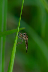 Robber fly on the branch looking for prey