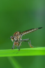 Robber fly on the branch looking for prey