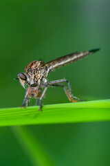 Robber fly on the branch looking for prey