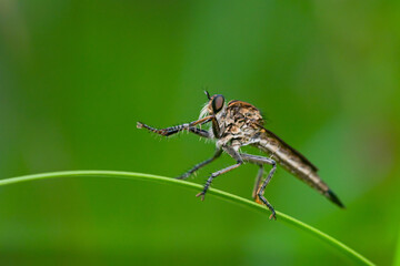 Robber fly on the branch looking for prey