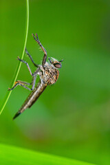 Robber fly on the branch looking for prey