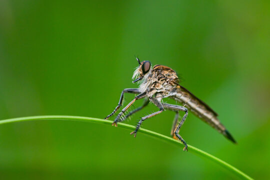 Robber fly on the branch looking for prey