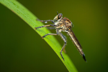 Robber fly on the branch looking for prey