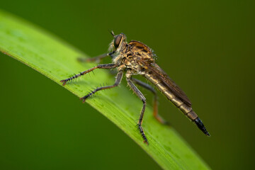 Robber fly on the branch looking for prey