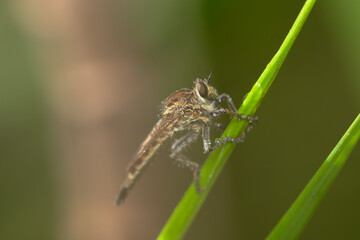 Robber fly on the branch looking for prey