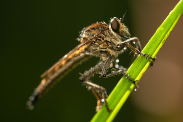 Robber fly on the branch looking for prey