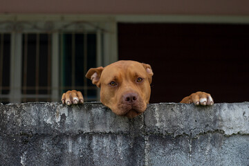 A brown American Pit Bull Terrier puppy uses two legs to cling to a cement fence and looking at the camera sadly.
