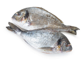 raw dorado fish