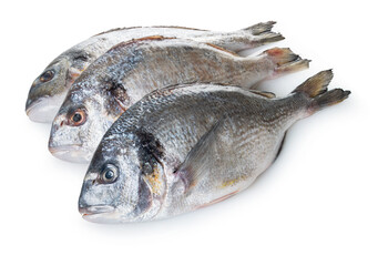 raw dorado fish