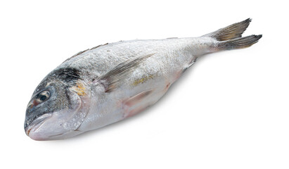 raw dorado fish