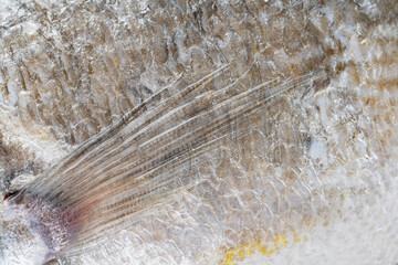 texture of dorado fish closeup