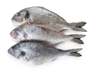 Obraz premium raw dorado fish