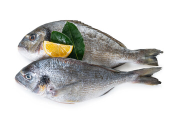 raw dorado fish