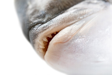 dorado fish, mouth close-up