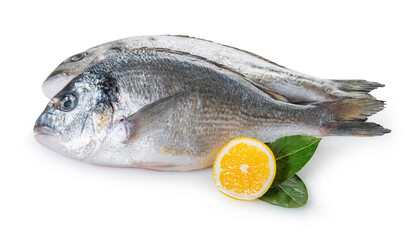 raw dorado fish