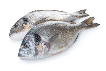 raw dorado fish