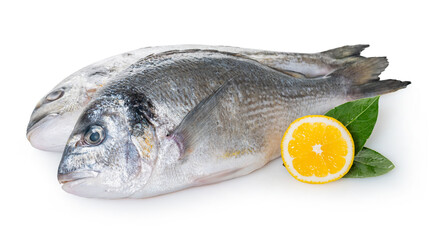 raw dorado fish