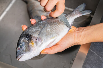 Dorado fish scales cleaning