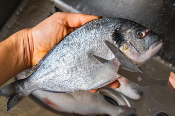 cutting off fins of dorado fish