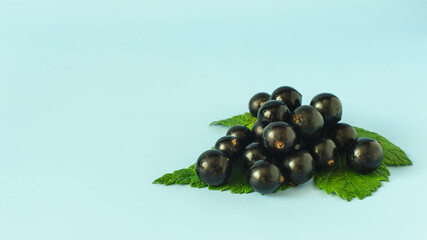 Black currant berries on green leaves on a blue background of the mine space.