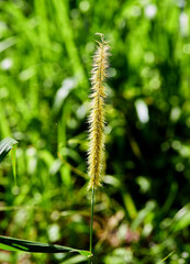 fox tail grass flower  blossom isolated in forest