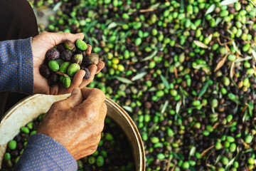 hands with olives, picking from plants during harvesting, green, black, beating to obtain extra...