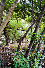 猪名野神社の情景