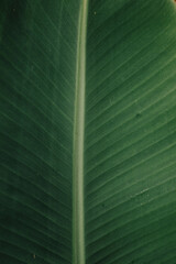 textura de hoja de platano