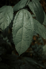 textura de hoja con gotas de agua