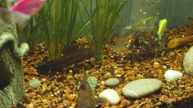 Clean home aquarium from silt on background of fish pet. Water pump. Fishtank with fresh water and green nature background