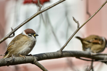 sparrow on a branch