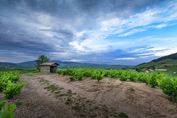Hut close to Mont Brouilly, Beaujolais