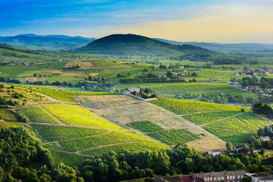 Brouilly hill and vineyards with morning lights in Beaujolais land, France