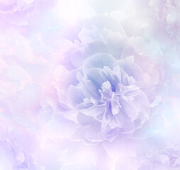 Light Purple peony. floral background. Closeup. Nature.	
