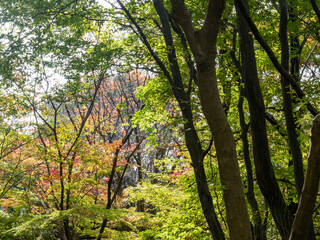 秋の林を歩く　びわこ文化ゾーンを散策	
