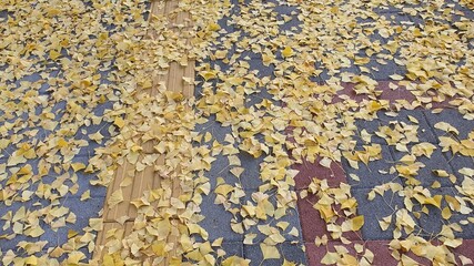 낙엽