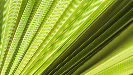 Palm leaf texture for background. Summer holiday and tropical nature concept.