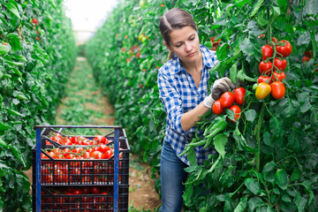 Female horticulturist working in farm glasshouse in spring, harvesting fresh red plum tomatoes. Growing of industrial vegetable cultivars