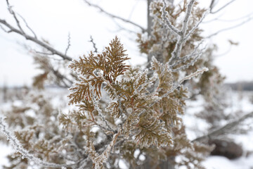 snow covered branches