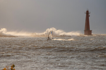 seagulls on the beach