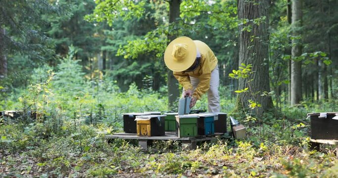 Small houses for bees, beehives, an apiary in the forest, a man, protected from being bitten by a yellow suit and a net for his head, checks the effects of the work of insects, the amount of honey