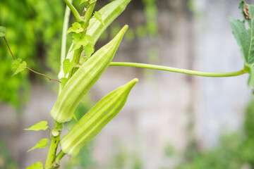 Fresh Okra fruit over blurred garden background, organic agriculture, outdoor day light 