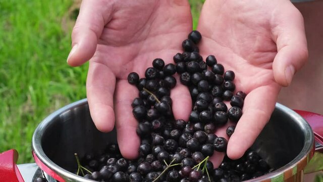 4k. Seasonal harvest of chokeberry. Male hands take a handful of chokeberry. Handfuls of chokeberry fall into a steel container. Small business harvesting, cooking and gardening concept 