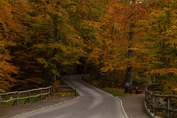 road in autumn