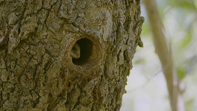 A very cute little Edible Dormouse (Glis glis), peeks out of his nest hole in the side of a tree before disappearing back into the tree hollow. Lake Kerkini wetland, Greece.