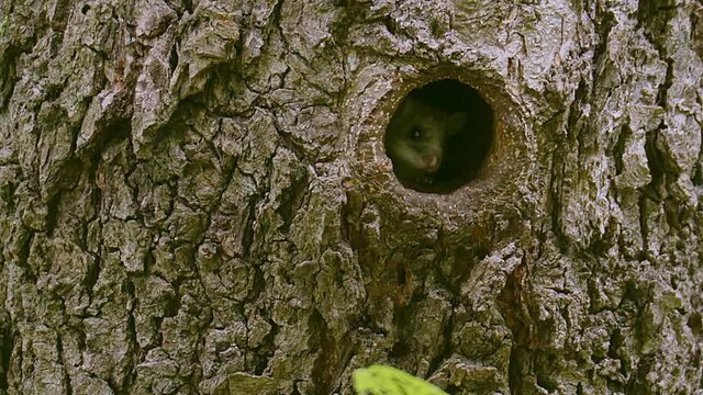 A very cute Edible Dormouse (Glis glis), looks straight to camera as he peeks out of his nest hole in the side of a tree. Lake Kerkini wetland, Greece.