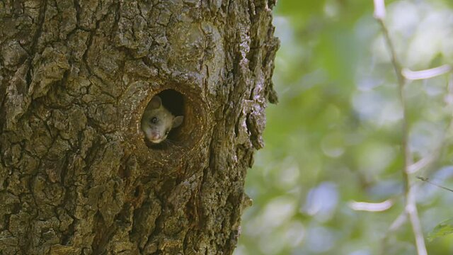 A cute Edible Dormouse (Glis glis), peeks out of his nest hole in the side of a tree checking the coast is clear before briefly coming out, then retreating back into the tree hollow.