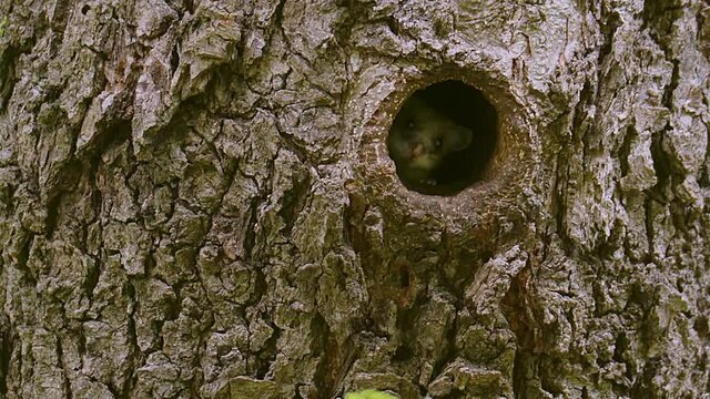 A cute Edible Dormouse (Glis glis), peeking out of his nest hole in the side of a tree before disappearing back into the tree hollow. Lake Kerkini wetland, Greece.