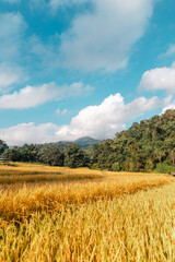 Obraz premium Golden rice fields in the morning before harvesting