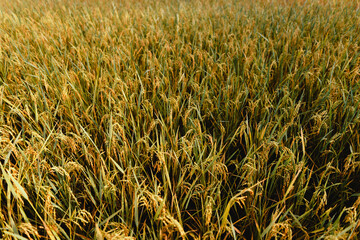 Golden rice fields in the morning before harvesting